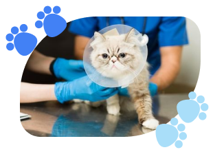 gato sendo avaliado após cirurgia