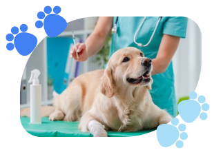 cachorro sendo vacinado